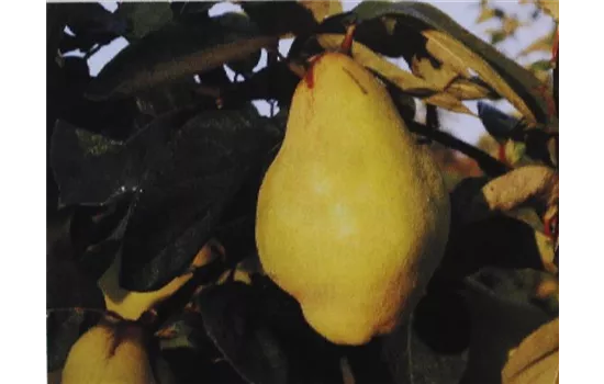 Cydonia oblonga 'Portugiesische Birnenquitte'