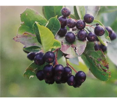 Aronia x prunifolia 'Viking' Aronia x prunifolia 'Viking'