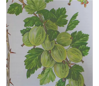 Ribes uva-crispa 'Invicta' Ribes uva-crispa 'Invicta'