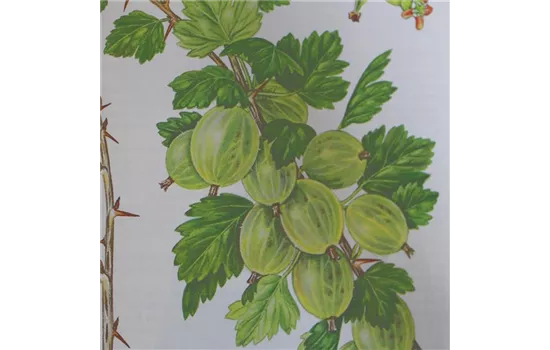 Ribes uva-crispa 'Invicta'