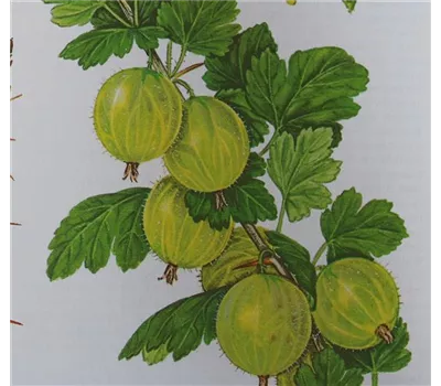 Ribes uva-crispa 'Mucurines' Ribes uva-crispa 'Mucurines'