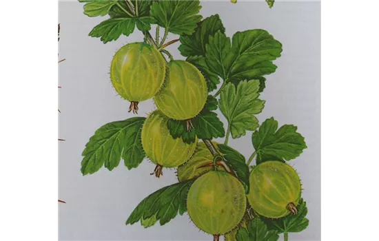 Ribes uva-crispa 'Mucurines'