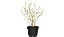 Heidelbeere 'Pink Lemonade'
