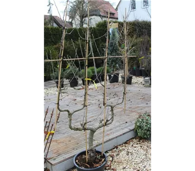 Malus domestica 'Doppel-U-Spalier' Malus domestica 'Doppel-U-Spalier'