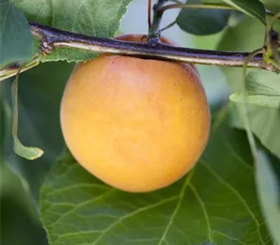 Prunus armeniaca 'Goldrich'® Prunus armeniaca 'Goldrich'®