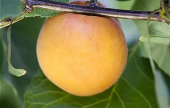 Prunus armeniaca 'Goldrich'®