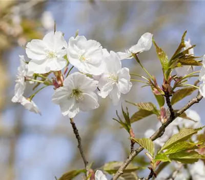 Prunus cerasus 'Piemont'