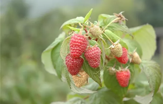 Rubus 'Tayberry'