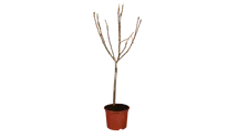Zwergapfel 'Delgrina'®