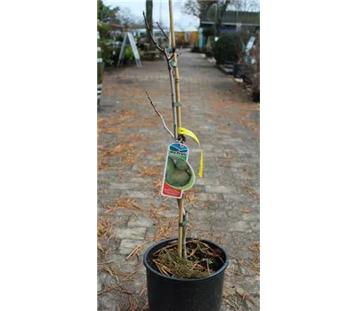 Asimina triloba 'Indianer Banane' Asimina triloba 'Indianer Banane'