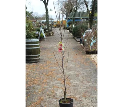 Prunus domestica subsp. syriaca 'Ruby' Prunus domestica subsp. syriaca 'Ruby'