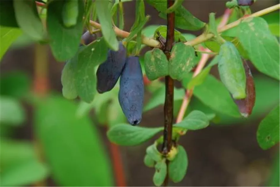 passion fruit plant Purple Passion Fruit Tree main image 0