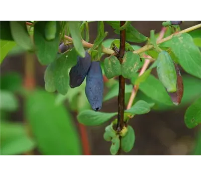 Lonicera caerulea var. kamtschatica 'Delight' Lonicera caerulea var. kamtschatica 'Delight'