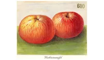 Apfel 'Korbiniansapfel'