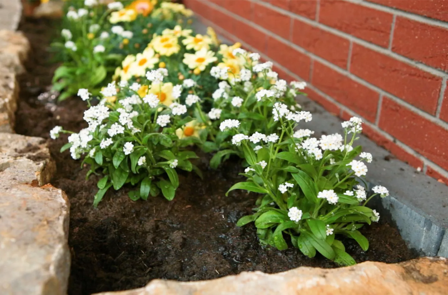 Weißes Vergissmeinnicht - Einpflanzen im Garten