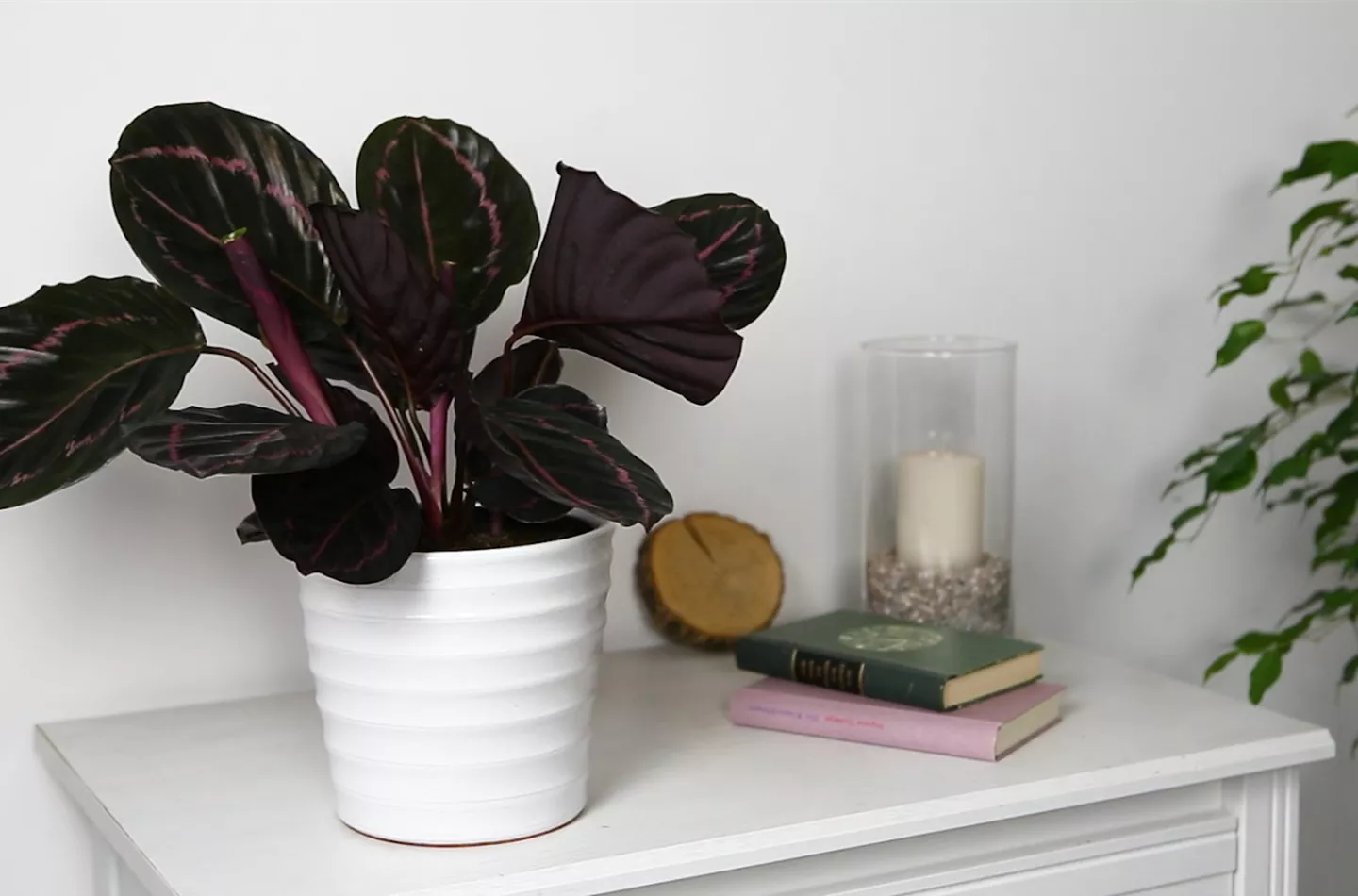 Korbmarante - Einpflanzen in ein Gefäß