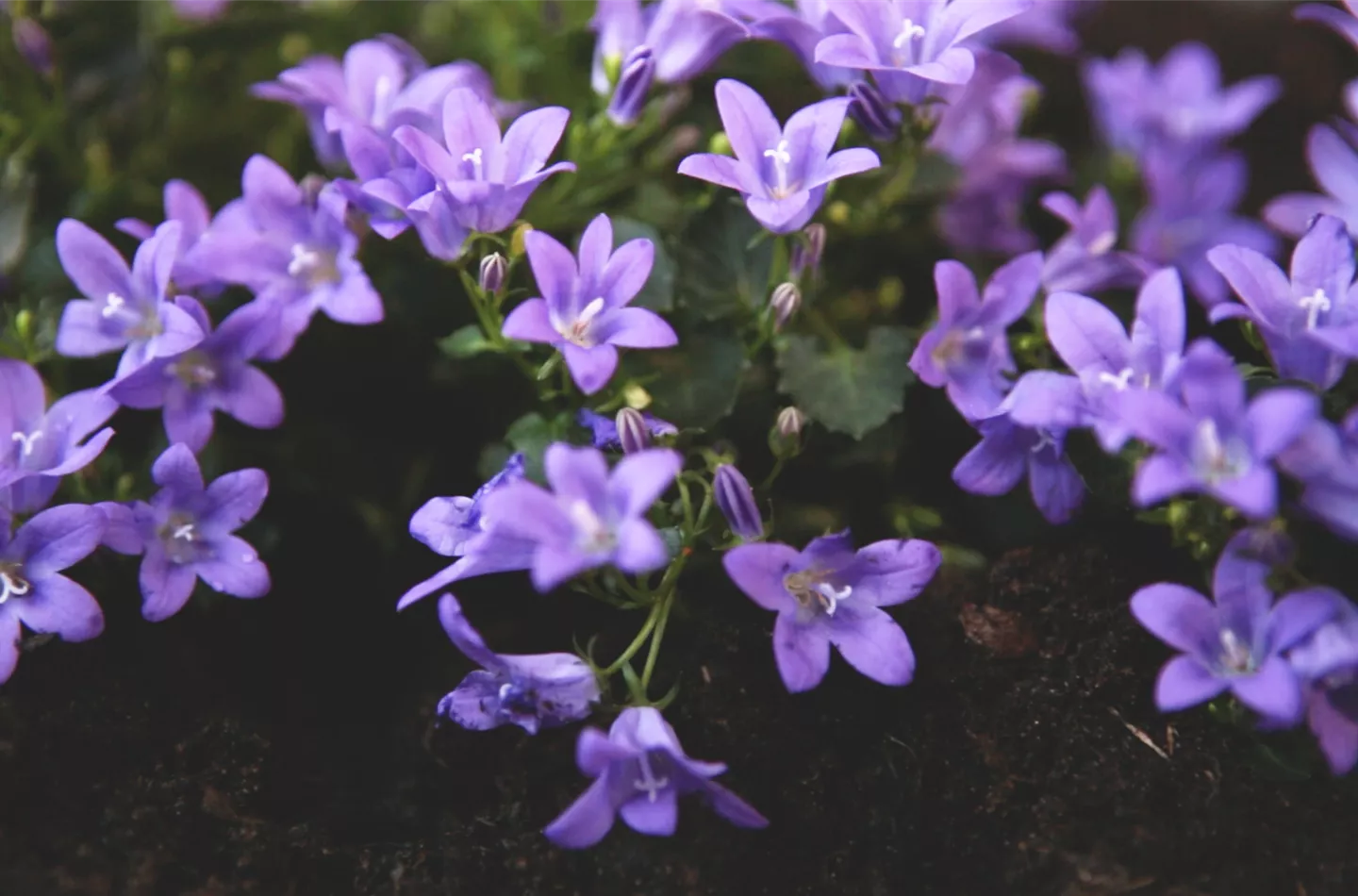 Dalmatiner Polster-Glockenblume - Einpflanzen im Garten