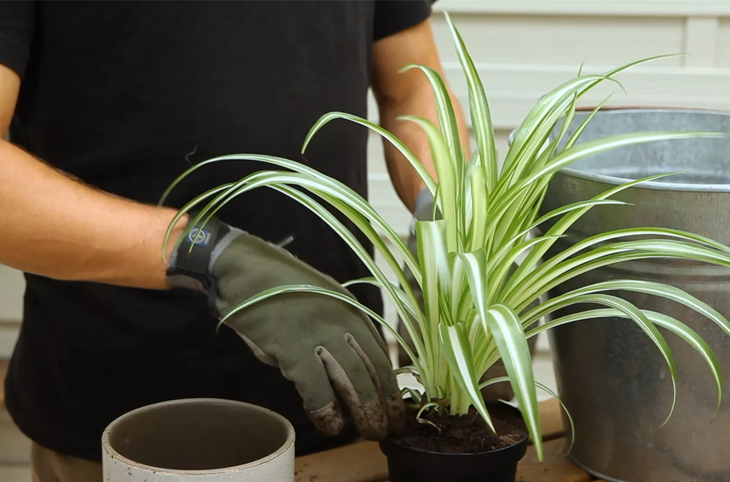 Grünlilie - Umtopfen