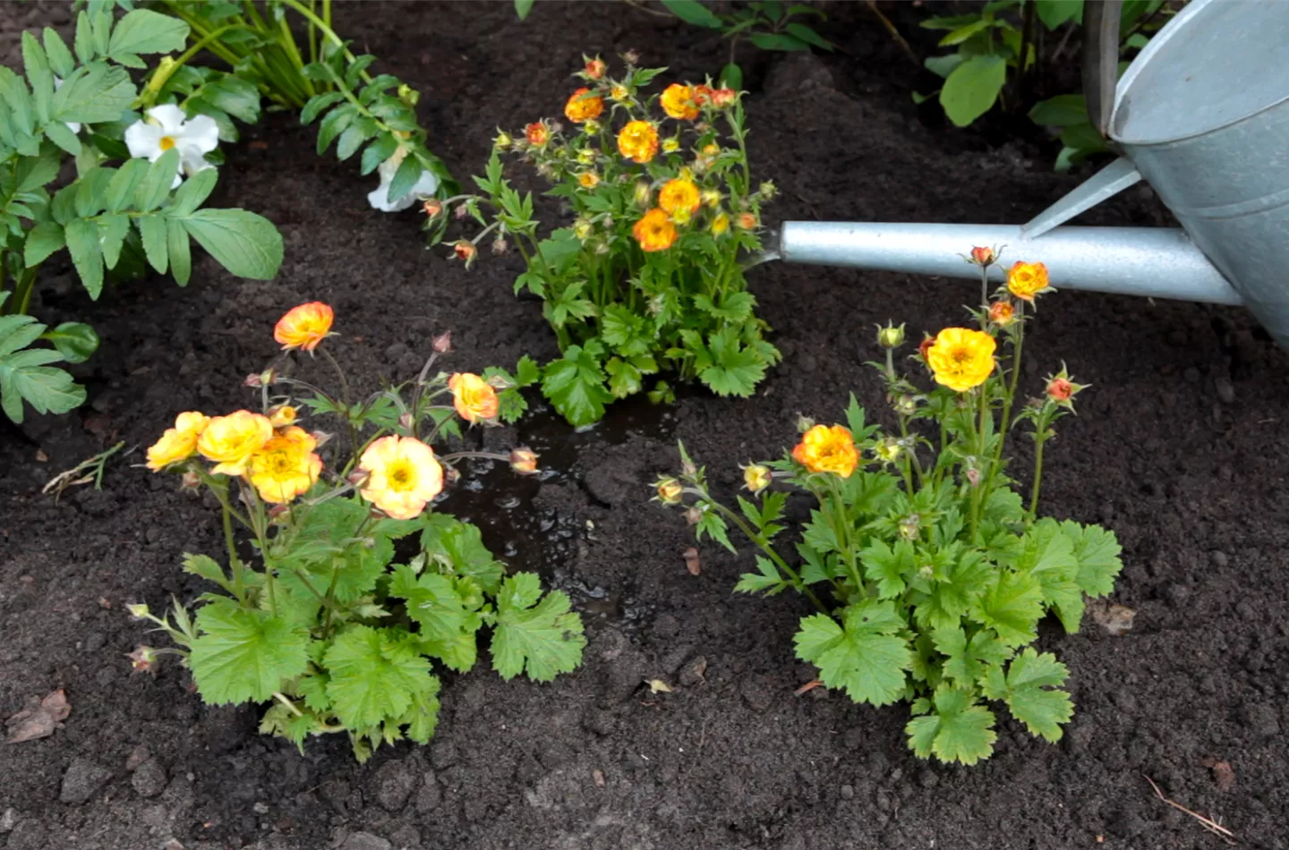 Nelkenwurz - Einpflanzen im Garten Nelkenwurz - Einpflanzen im Garten