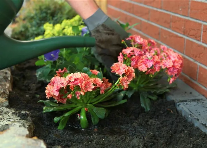 Gewöhnliche Bitterwurz - Einpflanzen im Garten