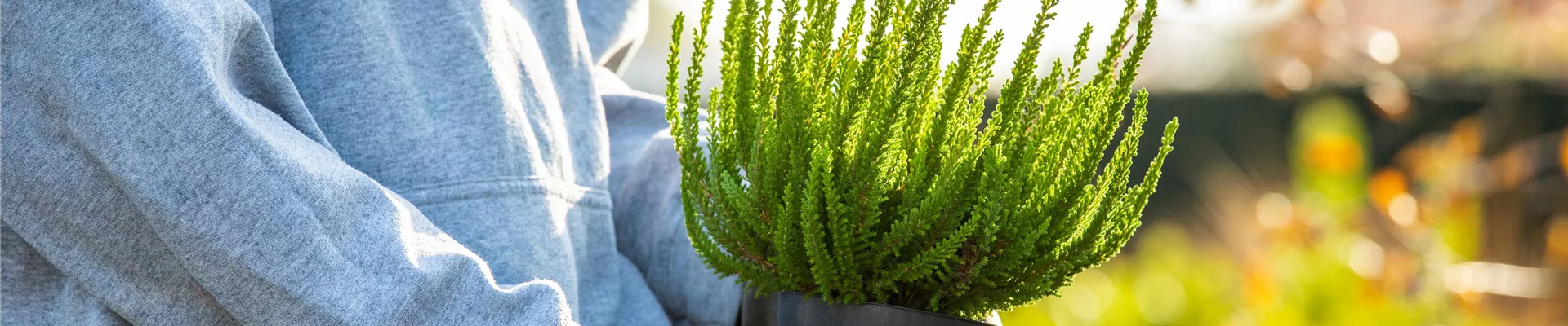 Gärtner hält Heide