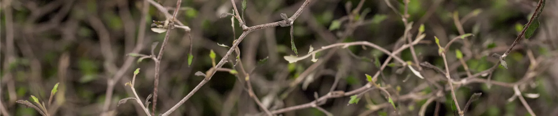 Corokia cotoneaster Corokia cotoneaster