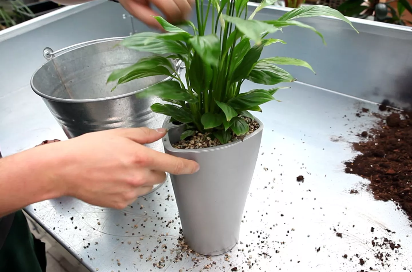 Einblatt - Einpflanzen in ein Gefäß