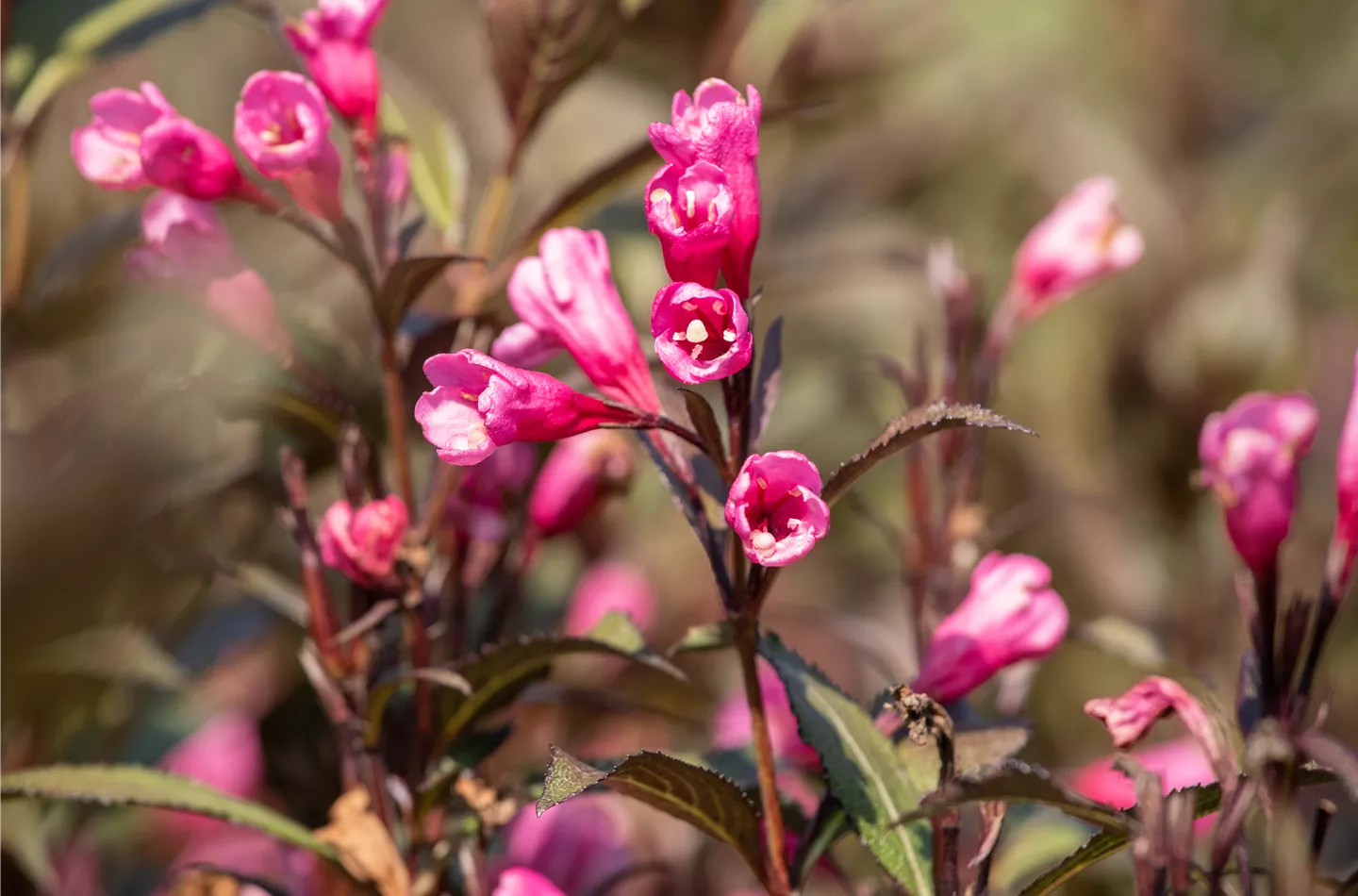 Weigelien – Blütenwunder und Augenweide