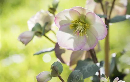 Fleur primeur - zarte Frühlingsgrüße aus dem Blumengarten Fleur primeur - zarte Frühlingsgrüße aus dem Blumengarten