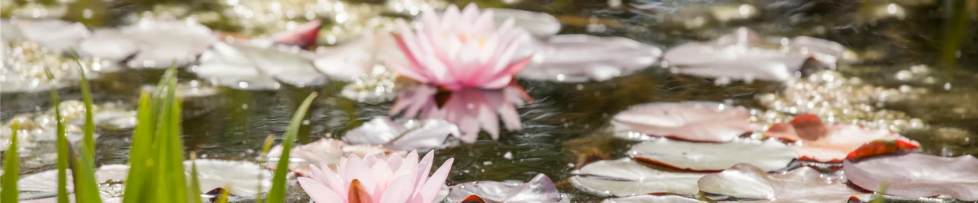 Nymphaea Nymphaea