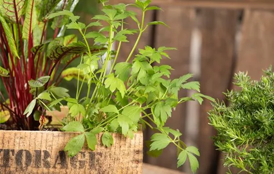 Mit Urban Gardening vom Balkon zur Kräuter-Oase Mit Urban Gardening vom Balkon zur Kräuter-Oase