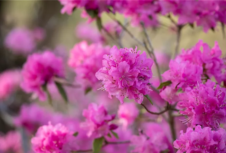 Rhododendron dauricum 'Boskoop Ostara'