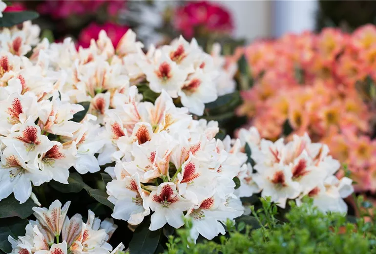 Rhododendron 'Amber Kiss'