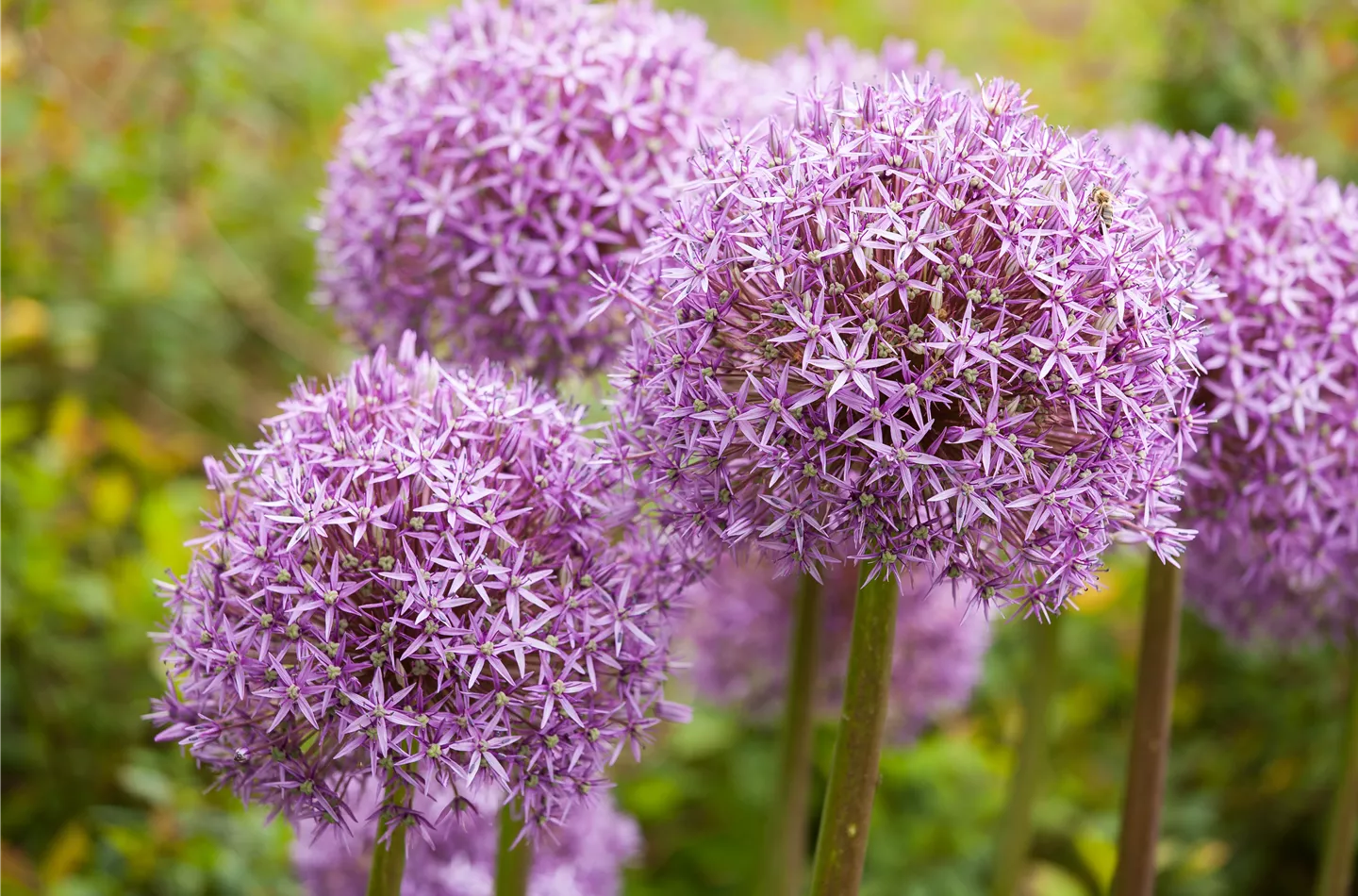 Allium – eleganter Zierlauch Allium – eleganter Zierlauch