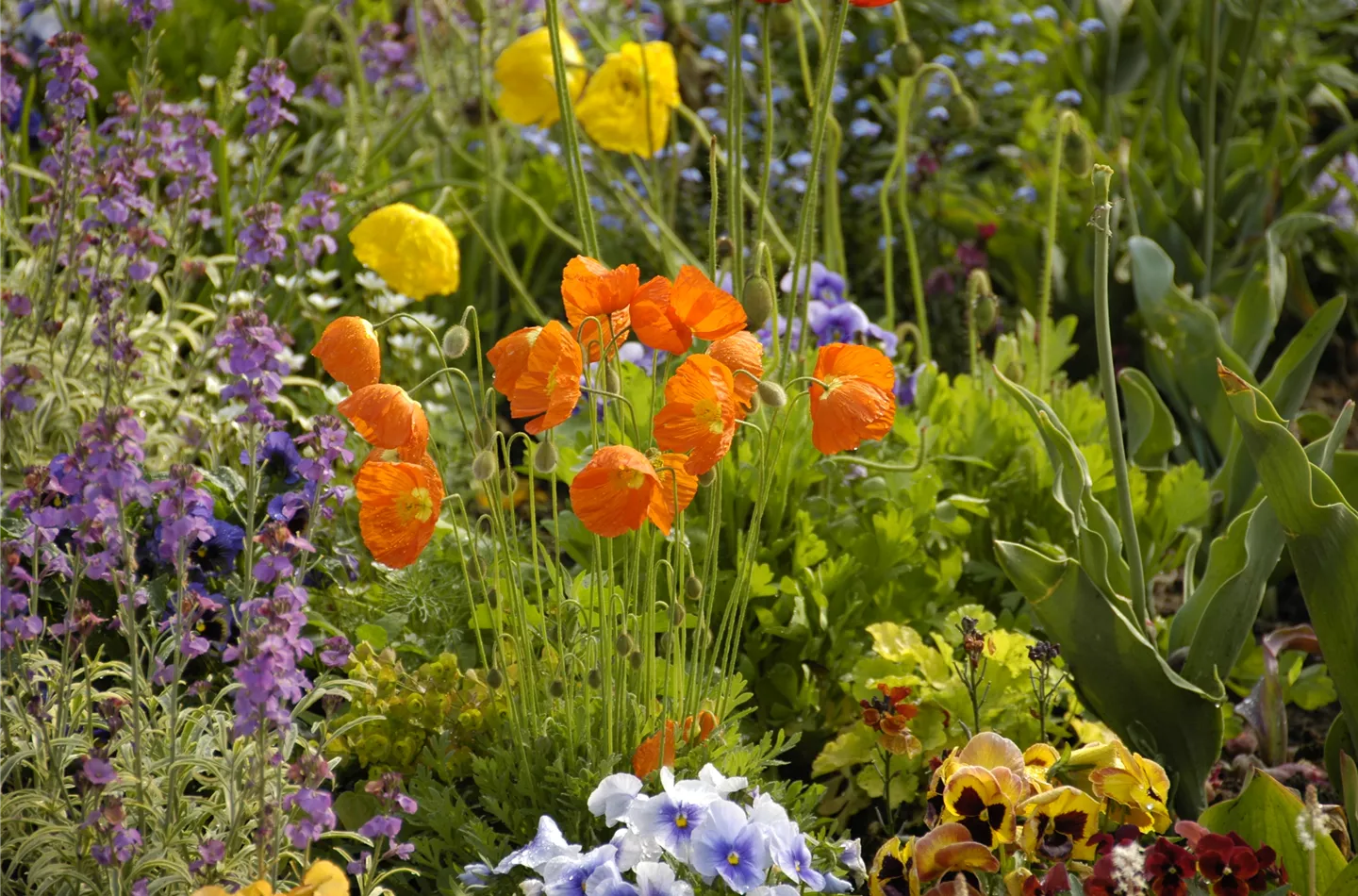 Mohn: Blütenzauber und Eleganz