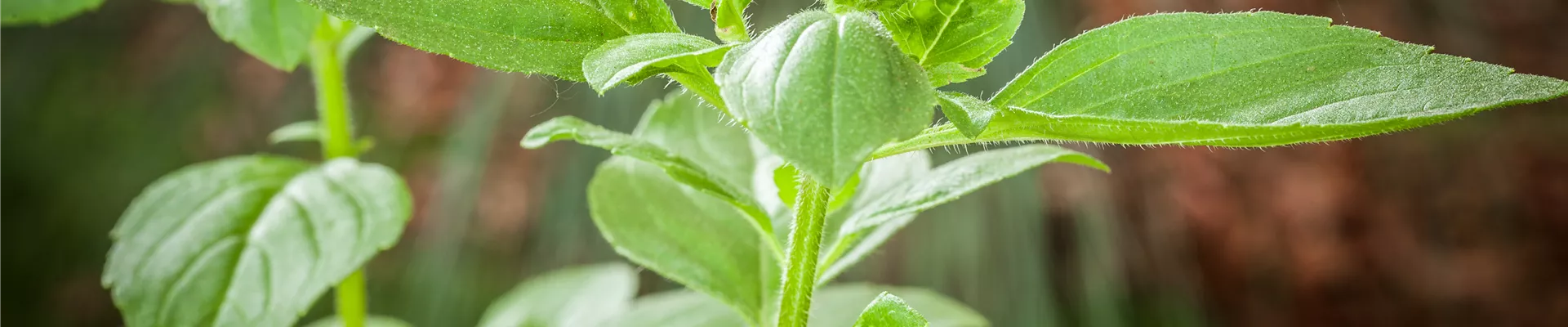 Ocimum basilicum 'Magic White' Ocimum basilicum 'Magic White'