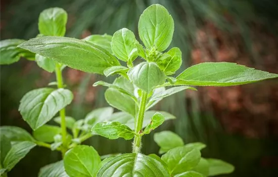 Sunny Herbs - frische Kräuter aus Italien! Sunny Herbs - frische Kräuter aus Italien!