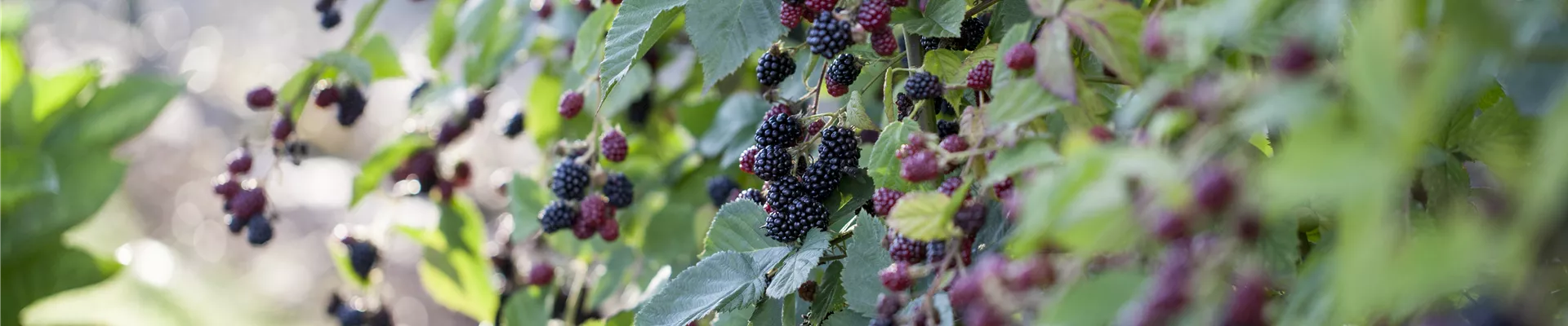 Rubus fruticosus Rubus fruticosus