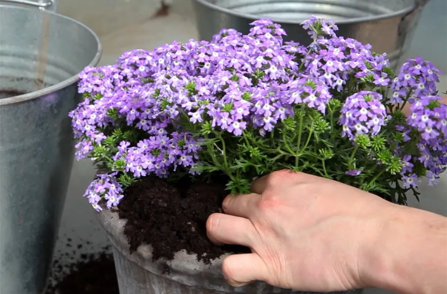 Eisenkraut - Einpflanzen in ein Gefäß