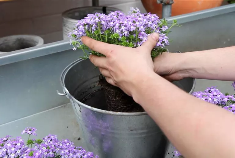 Eisenkraut - Einpflanzen in ein Gefäß (3)