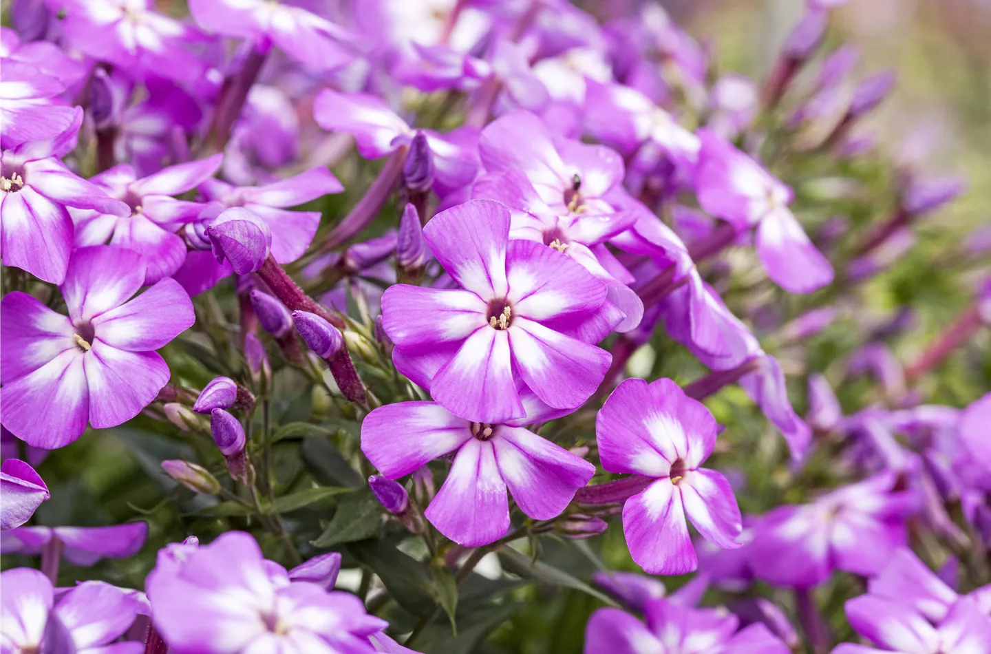 Flammenblumen lassen Ihren Garten in Farben baden