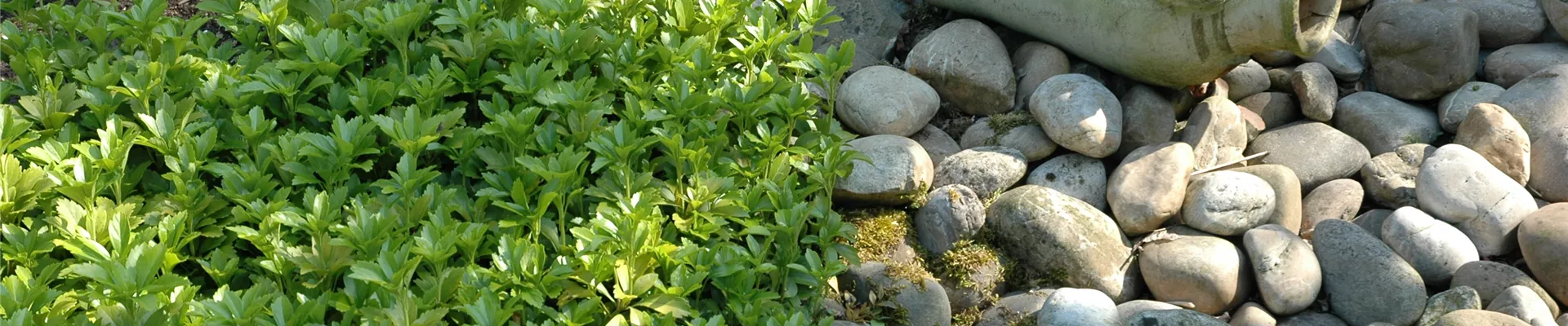 Pachysandra terminalis Pachysandra terminalis