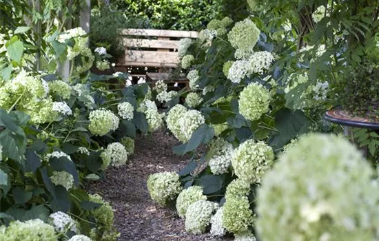 Pflanzpartner für Hortensien – Ideen für den Garten Pflanzpartner für Hortensien – Ideen für den Garten