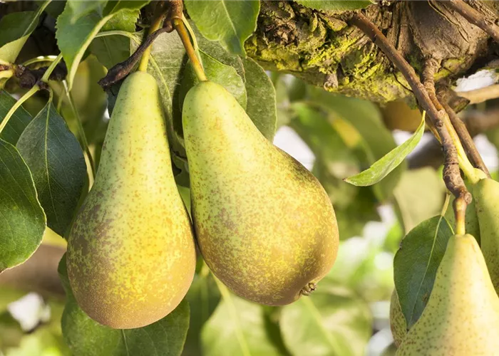 Äpfel, Birnen, Quitten