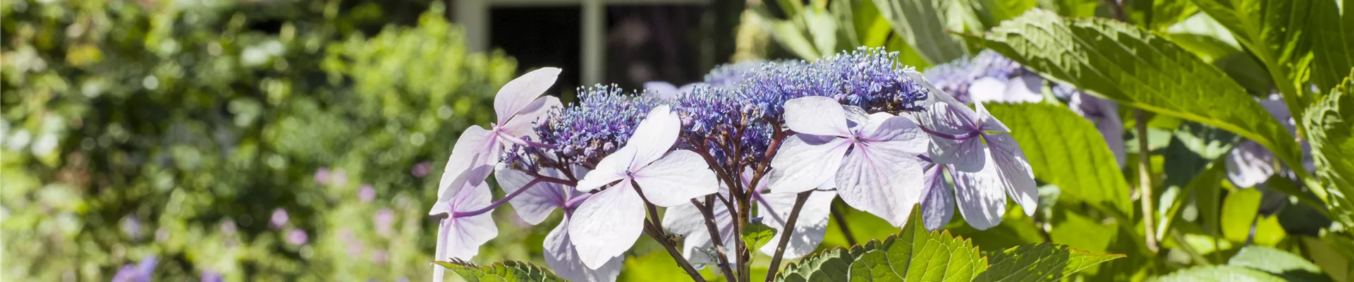 Hydrangea serrata Hydrangea serrata