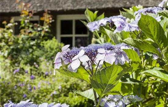 Hortensien überwintern – gesund durch die kalte Jahreszeit Hortensien überwintern – gesund durch die kalte Jahreszeit