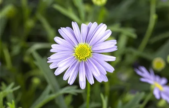 Essbare Blüten - Die schönsten Rezepte Essbare Blüten - Die schönsten Rezepte