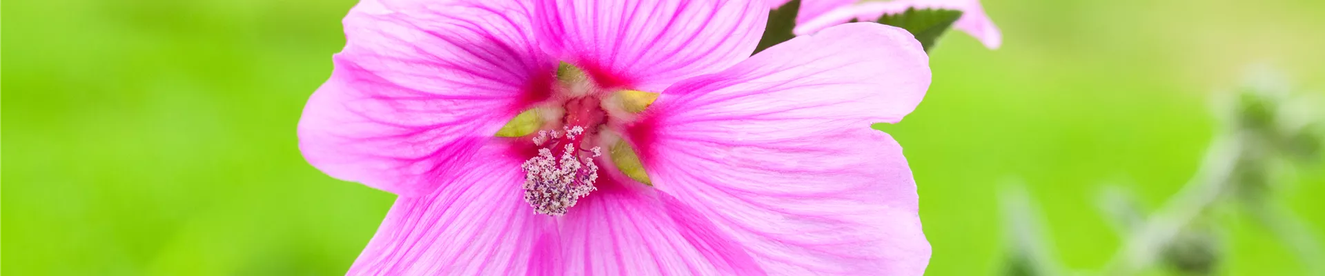 Malva Malva