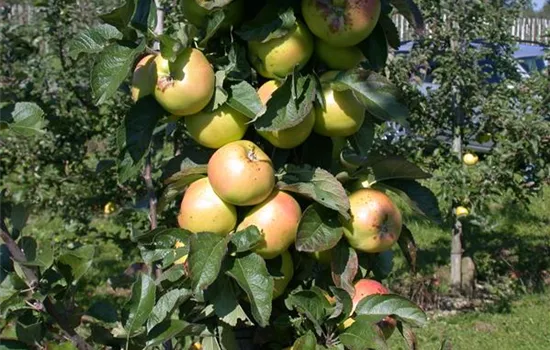 Die Streuobstwiese – Gesundheit zum Selberpflücken Die Streuobstwiese – Gesundheit zum Selberpflücken