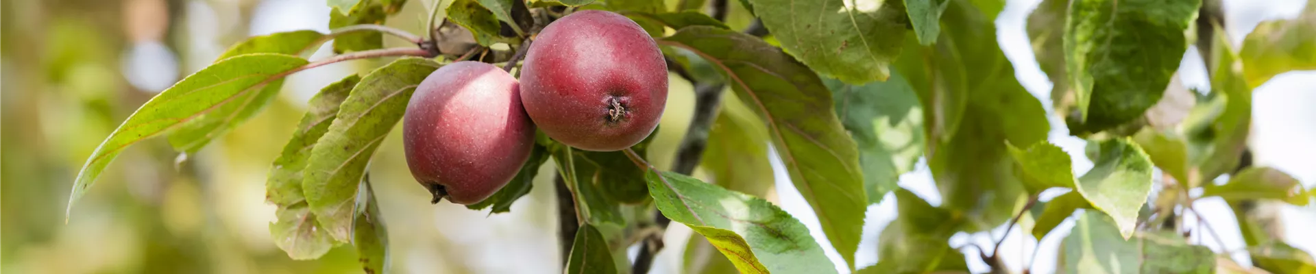 Malus domestica Malus domestica